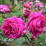 Mme. Isaac Pereire Bred by Armand Garçon (France, 1876). 7