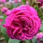 Mme. Isaac Pereire Bred by Armand Garçon (France, 1876). 1