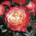 Rosa Nostalgie Germany by Rosen-Tantau/Tantau Roses in 1996 2