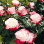 Rosa Nostalgie Germany by Rosen-Tantau/Tantau Roses in 1996 1