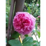Comte de Chambord Bred by Français-André Robert (France, before 1852). Damask Perpetual, Portland. 2