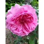 Comte de Chambord Bred by Français-André Robert (France, before 1852). Damask Perpetual, Portland. 1