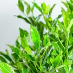 Frost Proof Gardenia Shrub 2