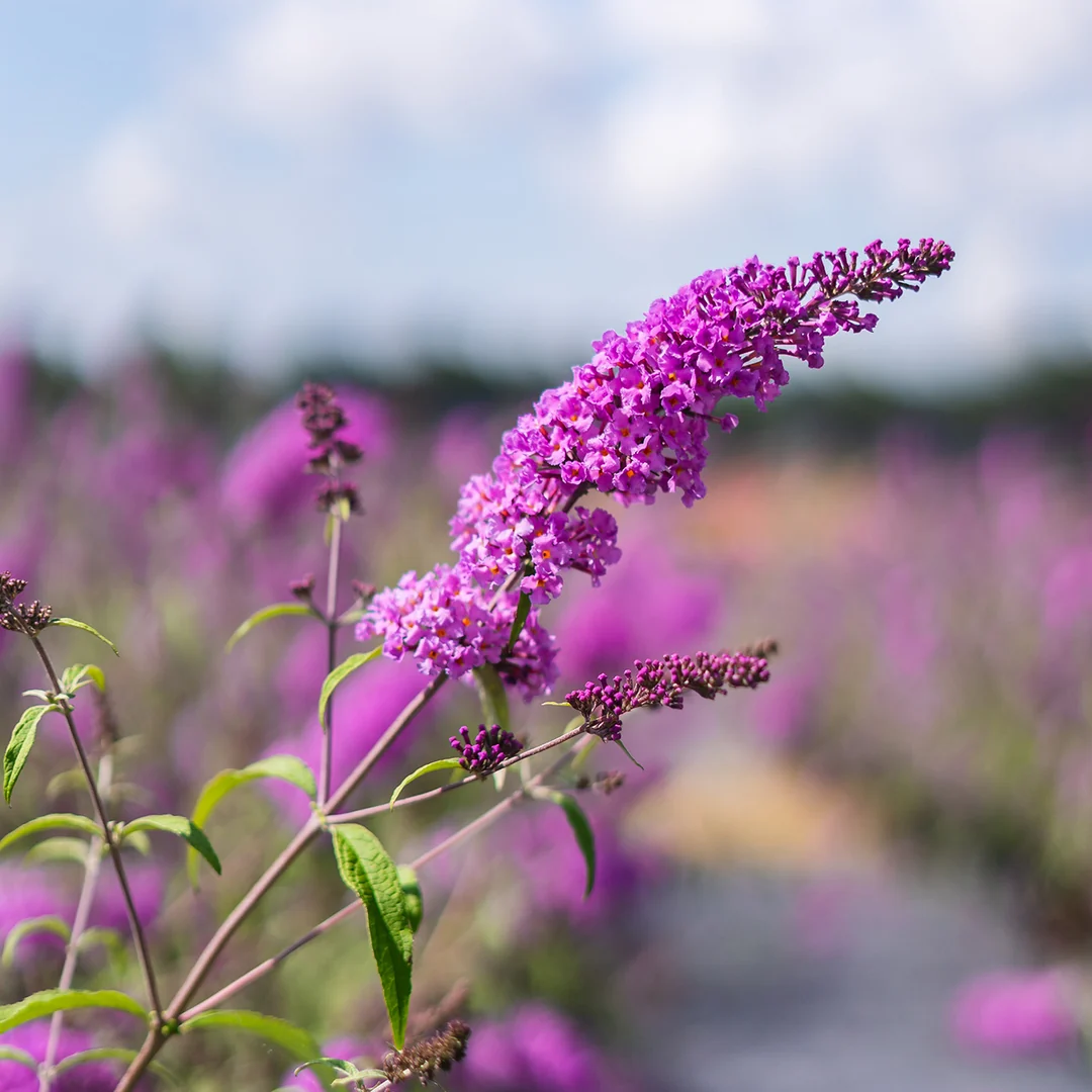 ButterflyBush_PinkDelight_1_1080x.jpg