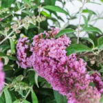 Buddleja 'Pink Delight' 5