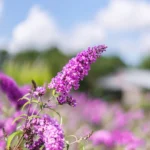 Buddleja 'Pink Delight' 1