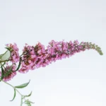 Buddleja 'Pink Delight' 3