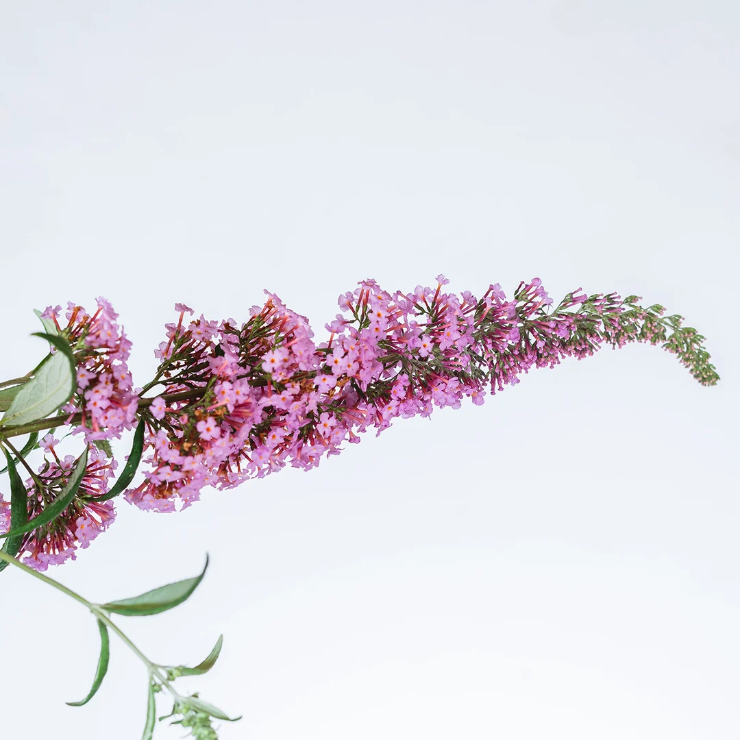 ButterflyBush_PinkDelight_4_1080x.jpg