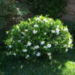 Frost Proof Gardenia Shrub 3