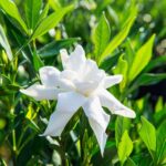 Frost Proof Gardenia Shrub 5