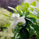 Frost Proof Gardenia Shrub 4