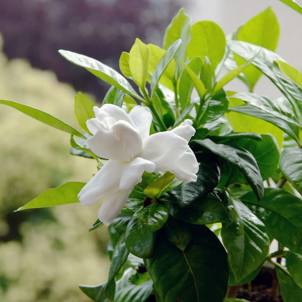 Gardenia_Frostproof_4_AS_optimized_1080x.jpg