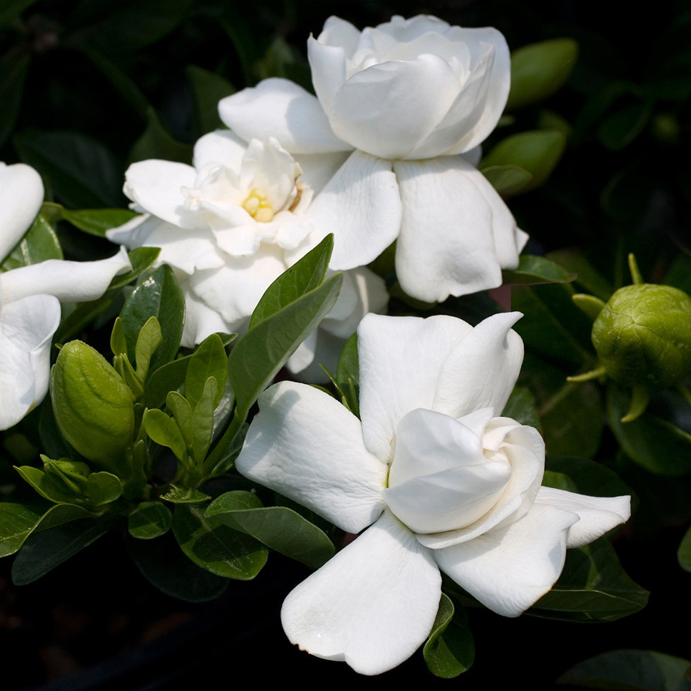 Gardenia_jasminoides_Crown_Jewel_0013748_3__19612
