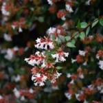 Abelia × grandiflora (Rovelli ex André) 2