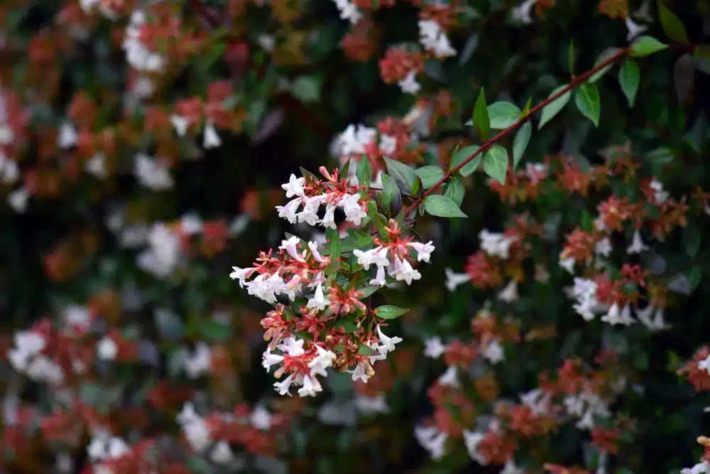 abelia-grandiflora-shutterstock_2344305509.jpg