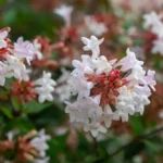 Abelia × grandiflora (Rovelli ex André) 3
