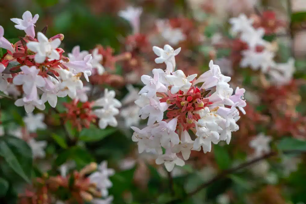 grandiflora-shutterstock_1779874295.jpg