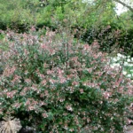 Abelia × grandiflora (Rovelli ex André) 6