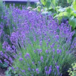 Lavandula angustifolia 'Munstead' 6