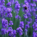 Lavandula angustifolia 'Munstead' 4