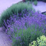 Lavandula angustifolia 'Munstead' 1