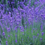 Lavandula angustifolia 'Munstead' 2