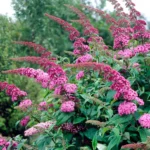 Buddleja 'Pink Delight' 2