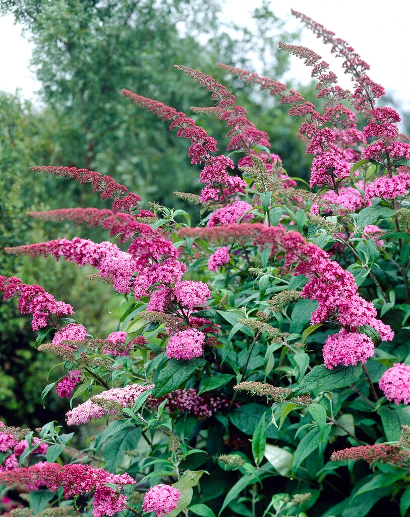 visi02455.jpg
