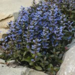 Ajuga reptans 'Mini Mahogany' 3