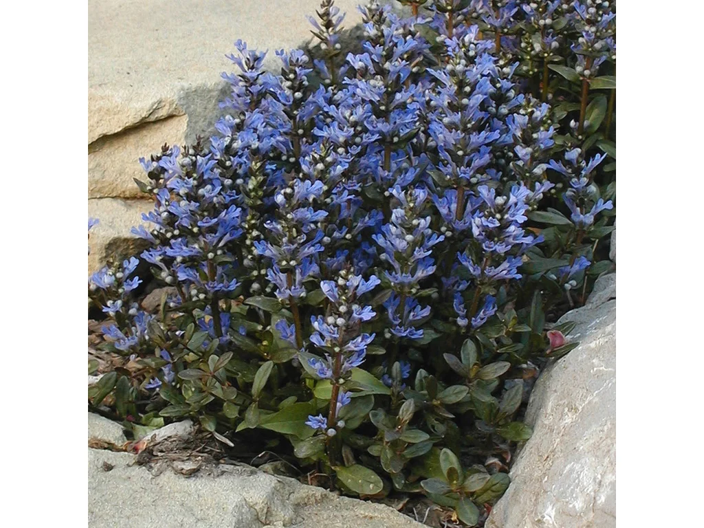 2663_ajuga-chocolate-chip-bugleweed-1-1198x