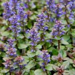 Ajuga reptans 'Mini Mahogany' 2