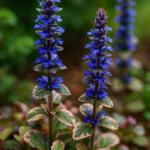 Ajuga reptans 'Burgundy Glow' 3