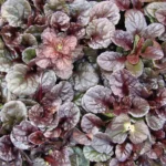 Ajuga reptans 'Mini Mahogany' 4