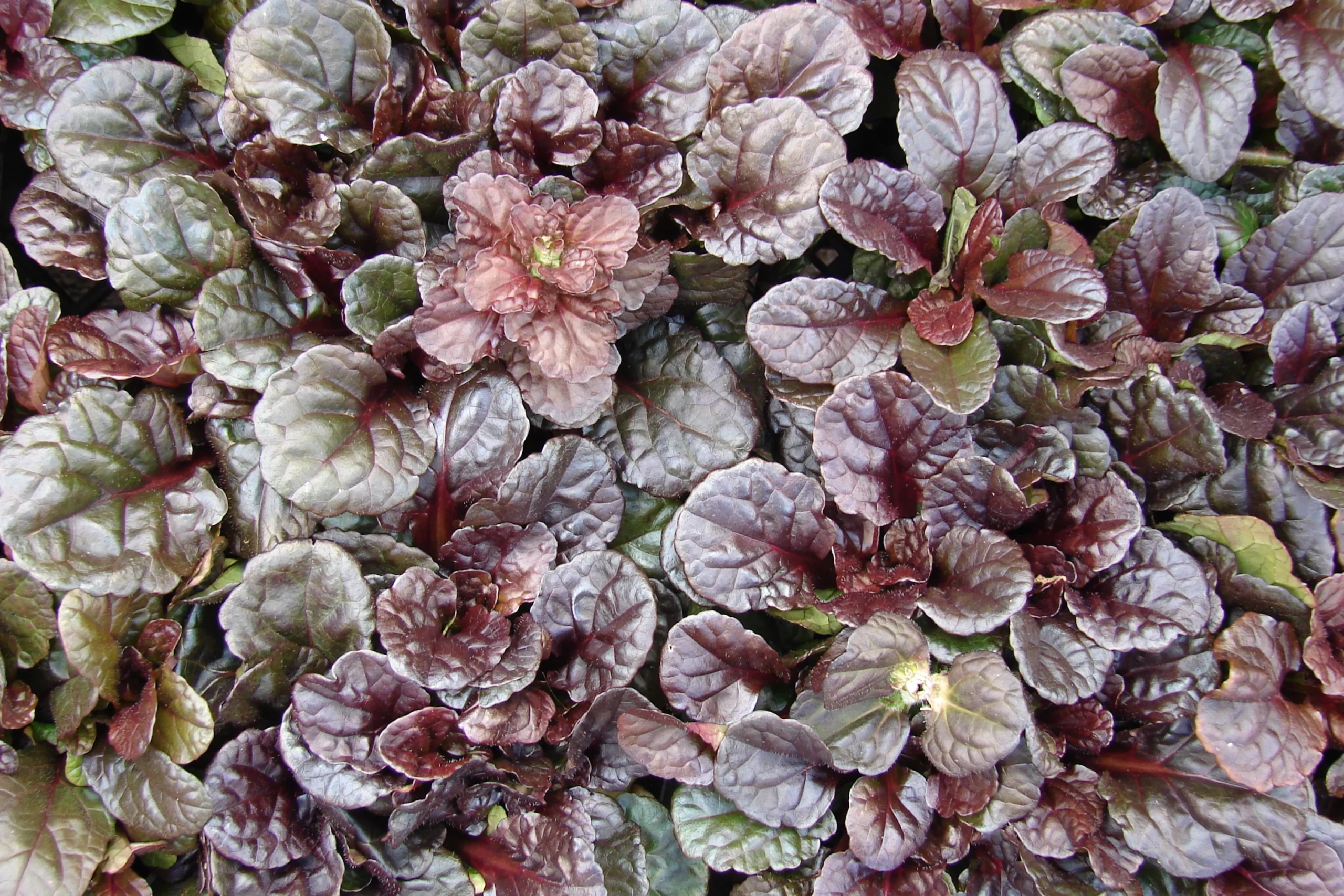 Ajuga_reptans_Mahogany_1_nbrcg_wi