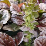 Ajuga reptans 'Mini Mahogany' 6