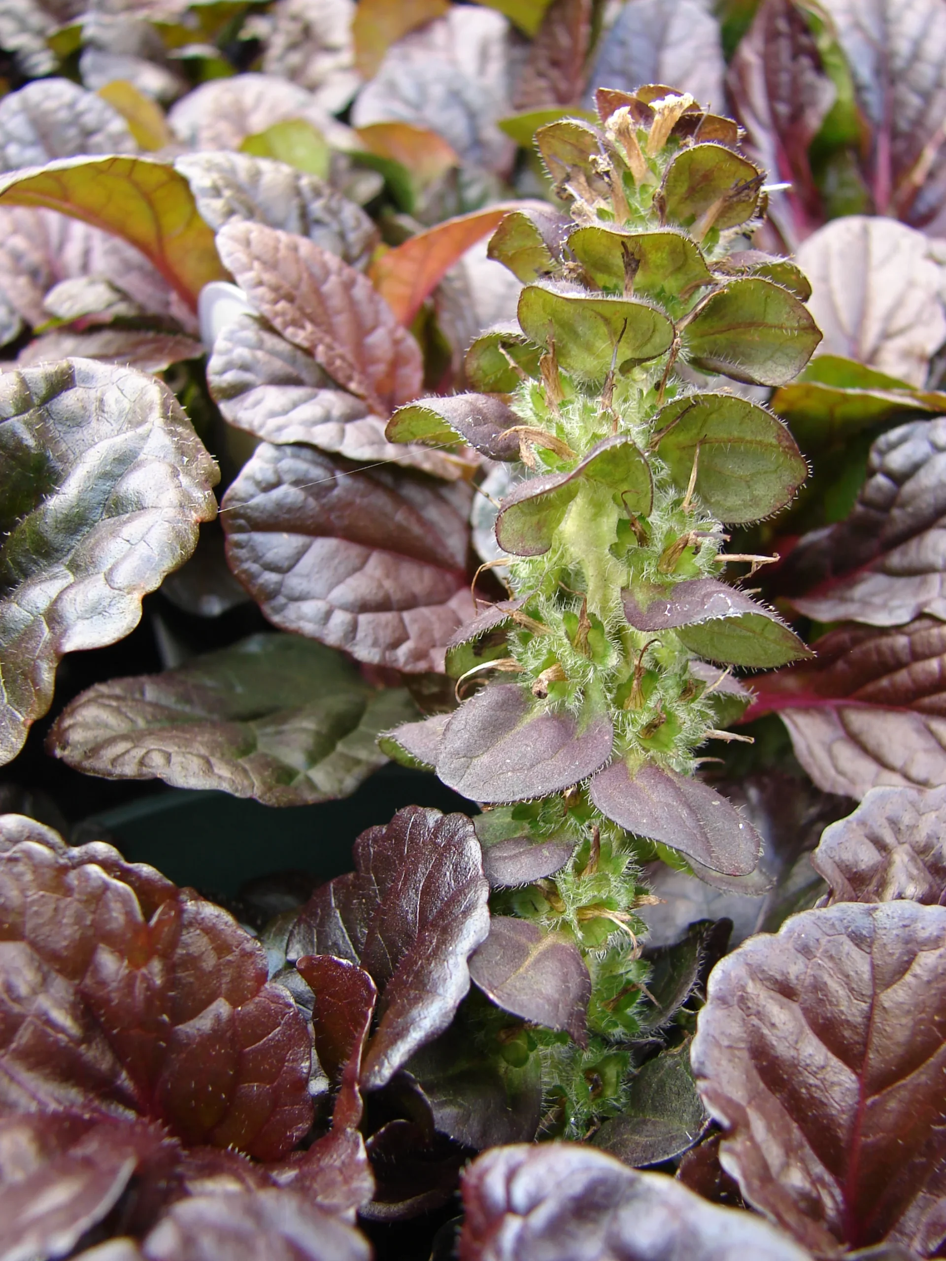 Ajuga_reptans_Mahogany_2_nbrcg_wi