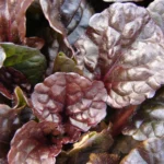 Ajuga reptans 'Mini Mahogany' 5