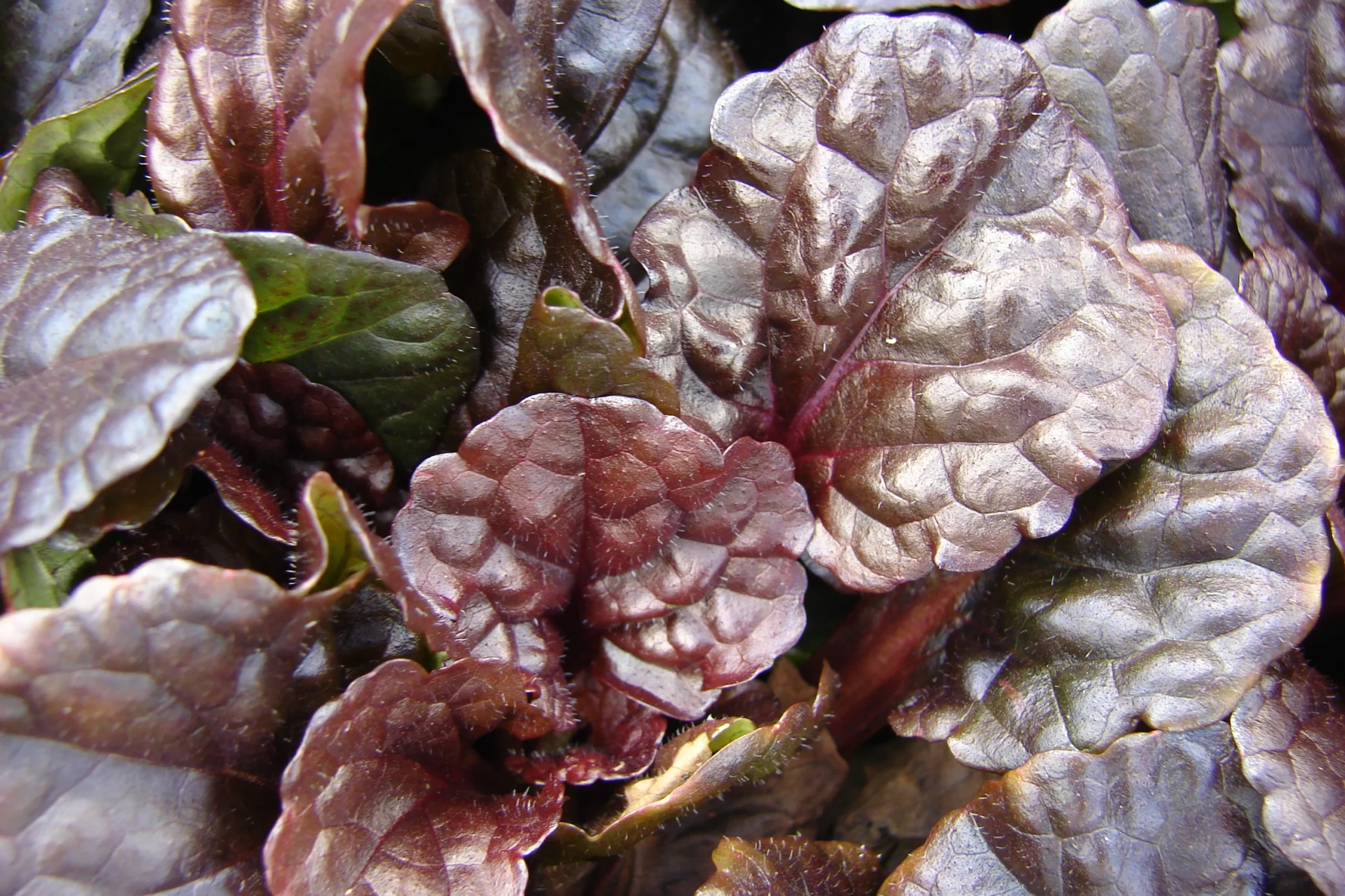 Ajuga_reptans_Mahogany_3_nbrcg_wi