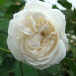 Boule de Neige 4