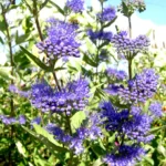 Caryopteris × clandonensis 'Camara Dark Blue' 5
