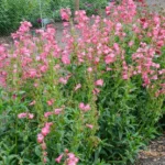 Penstemon hartwegii Pensham™ ‘Amelia Jayne’ 5