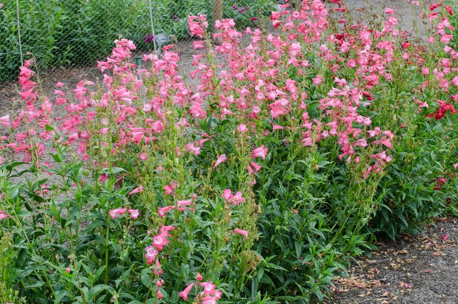 RHS-0008063.jpg