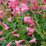 Penstemon hartwegii Pensham™ ‘Amelia Jayne’ 7
