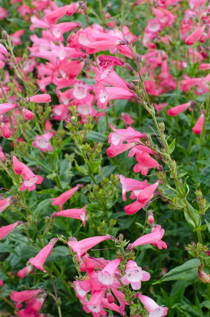 RHS_RHS-0008061_9623.JPG