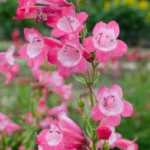 Penstemon hartwegii Pensham™ ‘Amelia Jayne’ 6