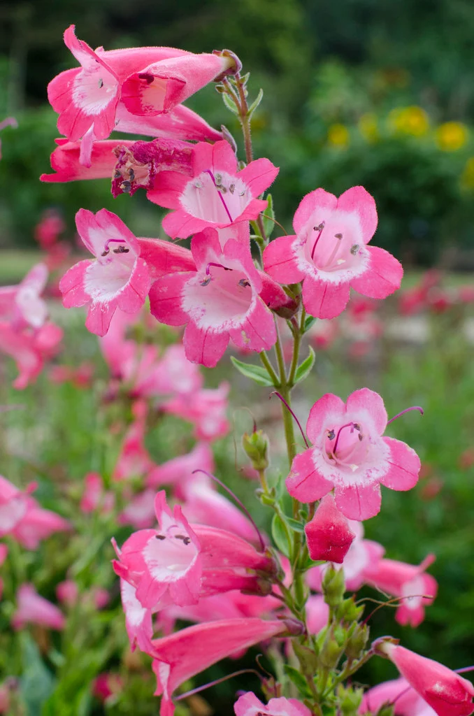 RHS_RHS-0008062_9623.JPG