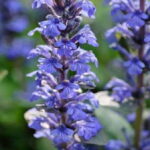 Ajuga reptans 'Burgundy Glow' 5