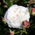 Boule de Neige 2