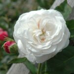 Boule de Neige 5