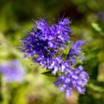 Caryopteris × clandonensis 'Camara Dark Blue' 2